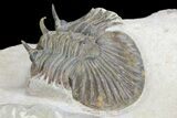 Undescribed Trilobite (aff Bojoscutellum) - Rare! #96824-2